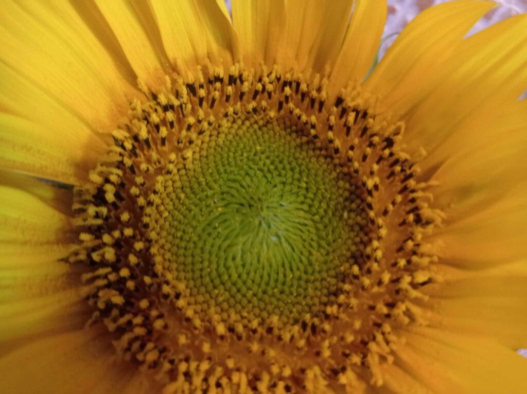 #focustogreenecolife. Sămȃnţa are nevoie de apă pentru a prinde viaţă