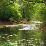 Acționând local pentru un impact global. Diversitatea Biologică și rolul apei la #focustogreenecolife