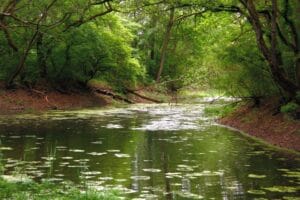 Acționând local pentru un impact global. Diversitatea Biologică și rolul apei la #focustogreenecolife